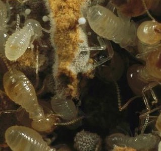 【家里有白蚁怎么办湖贝村白蚁防治所彻底杀白