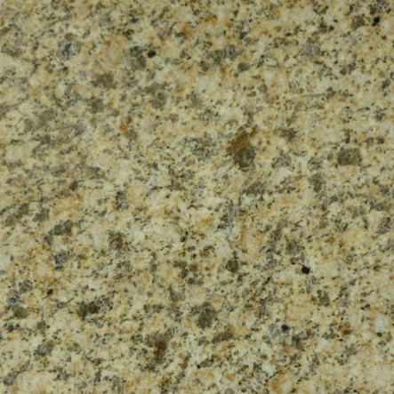 随州黄金钻大黄光面